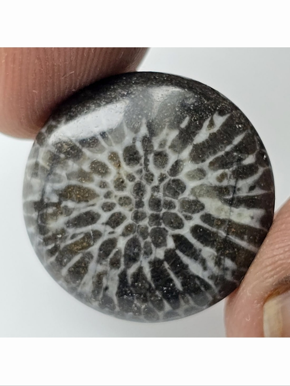 12.36 ct Natural Black Fossil Coral